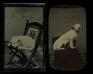 Great Pair of Tintypes ID'd Dog "Sam Esselstyn" Clinton New York Dated Aug 1872