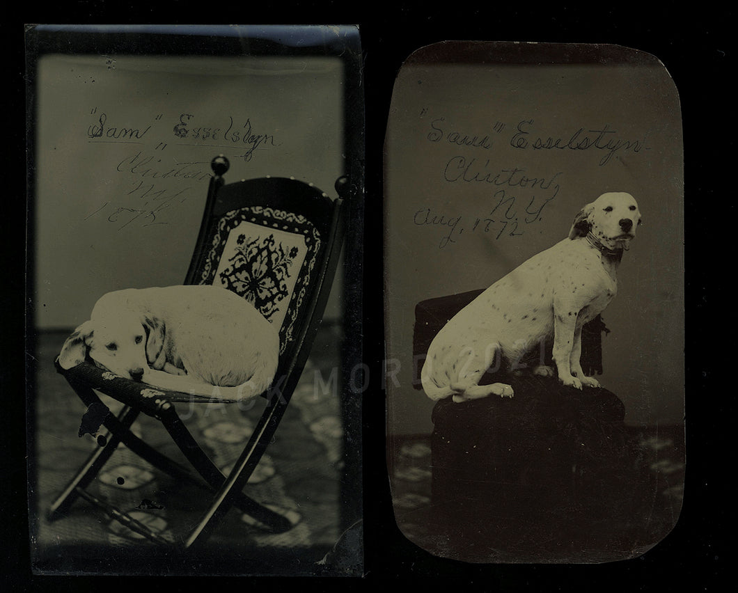 Great Pair of Tintypes ID'd Dog 