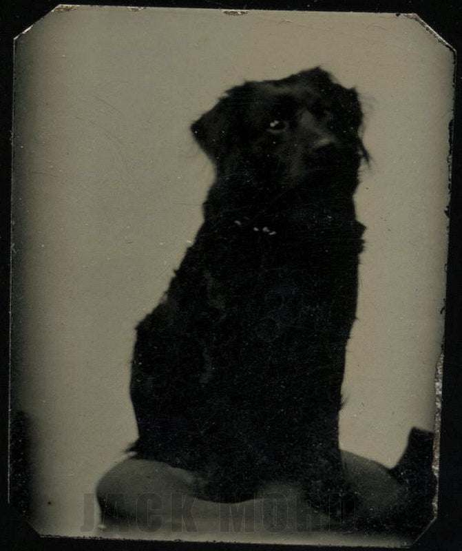 Miniature Tintype of a Black Dog, Circa 1870