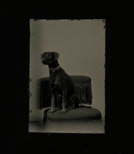 Miniature Gem Tintype of a Dog on Fringed Posing Chair 1860s