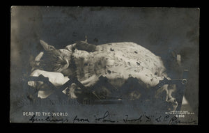"Dead to the World" - Sleeping Cat 1905 Photo Postcard