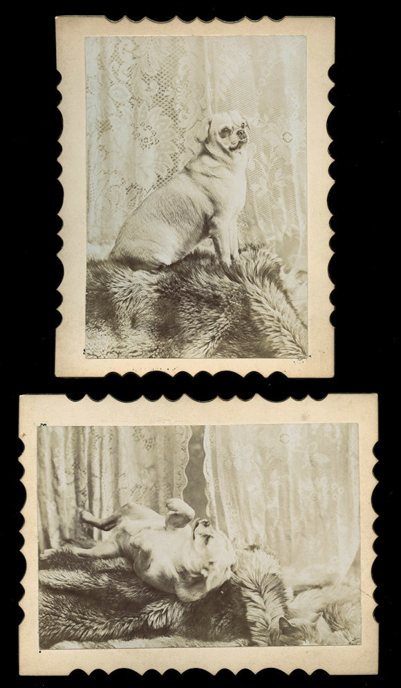 Great Pair of Antique 1900s Photos of a Funny Dog - He's Both Cute & Ugly!