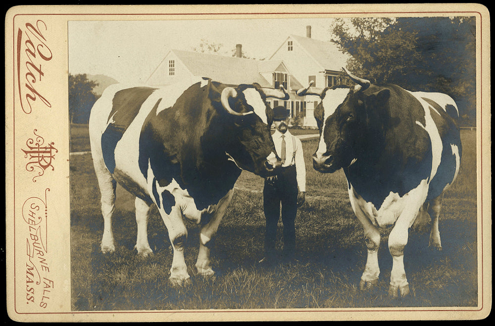 Cabinet Card, J.D. Avery and Giant Oxen, Shelburne Falls, Massachusetts