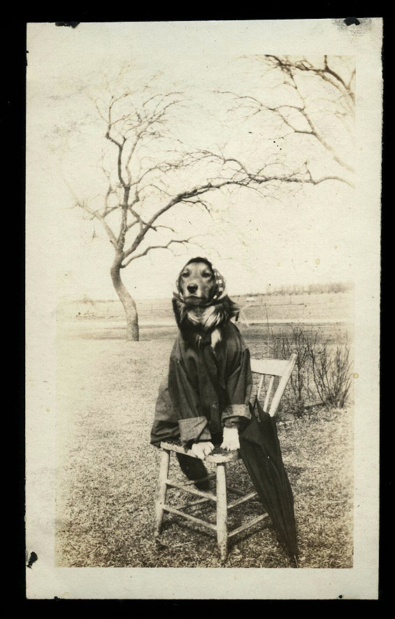 Funny Vintage Antique Photo Dog Dressed Up As Housewife - 1920s Snapshot Photo