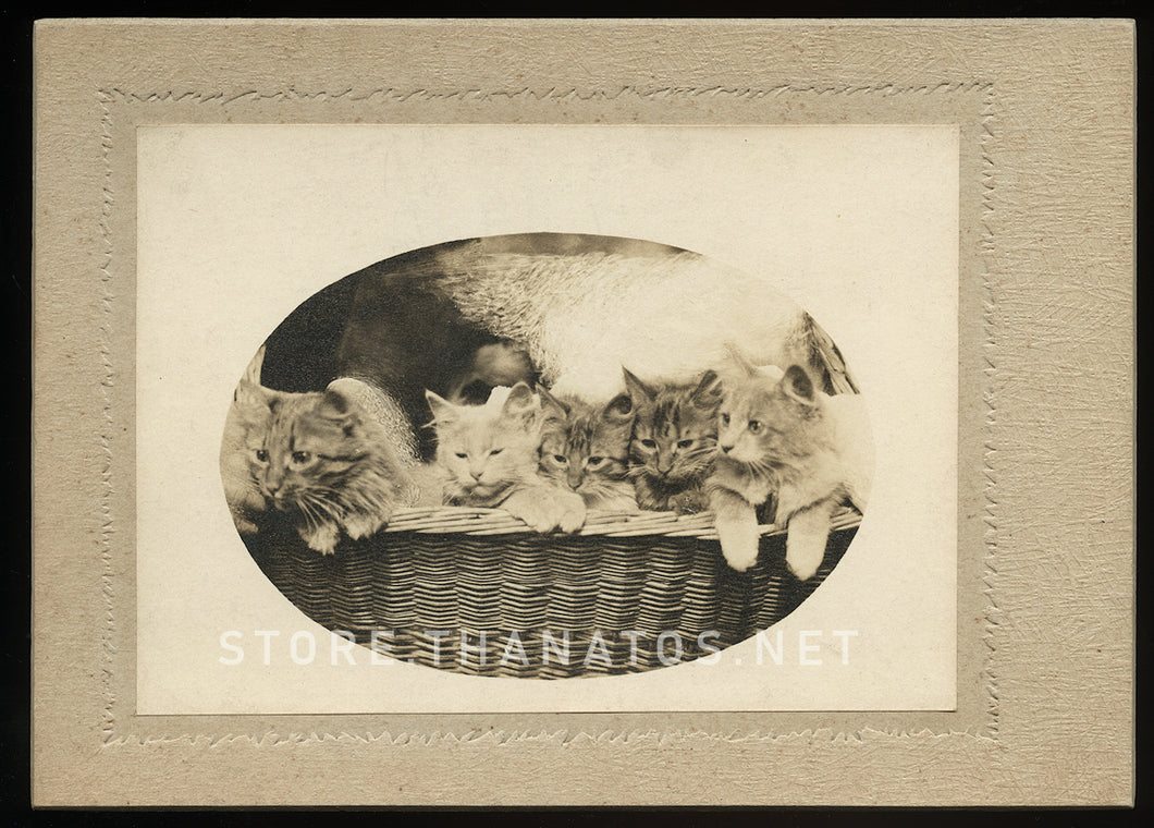 Baskets of Kittens! Or Cats - Early-1900s Photograph