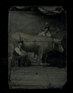 Unusual Tintype Photo Man & Woman Milking a Prop Cow