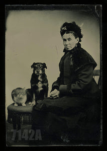 Excellent Tintype Victorian Woman with Cat & Dog