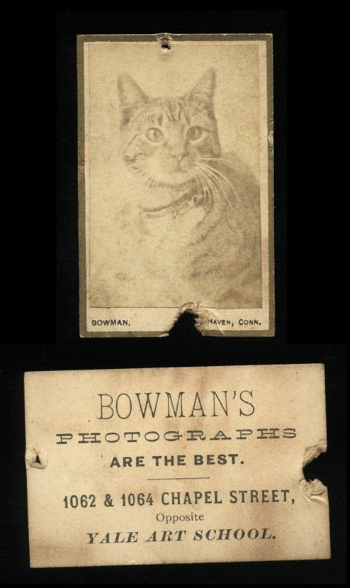 Rare Format Miniature CAT CDV Photo - Yale Art School 1880s