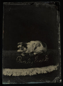 "Baby Earle" Nervous Kitten Moves Head During Exposure 1870s Tintype