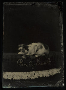 "Baby Earle" Nervous Kitten Moves Head During Exposure 1870s Tintype Cat Photo