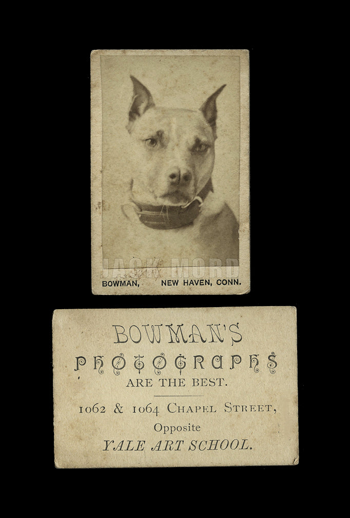 Very Rare Miniature Antique Pit Bull DOG Photo Photographer Advertising / 1800s