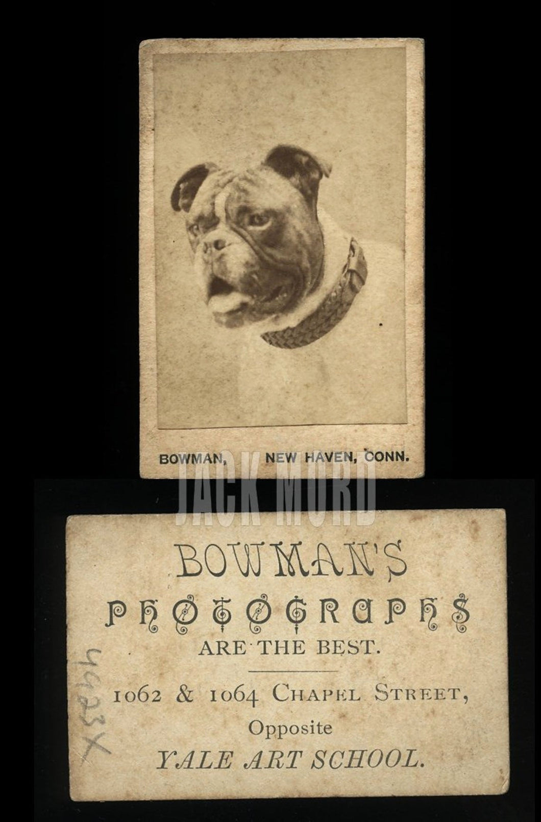 Rare Format Miniature Antique Photo BOXER DOG Yale Art School Advertisement