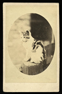 1860s CDV Photo of a Cute Cat Sitting on a Post / London England Photographer