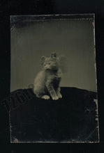 Load image into Gallery viewer, MAGNIFICENT 1860s KITTEN TINTYPE SITTING ON TABLE - MOTION BLUR CAT RARE PHOTO
