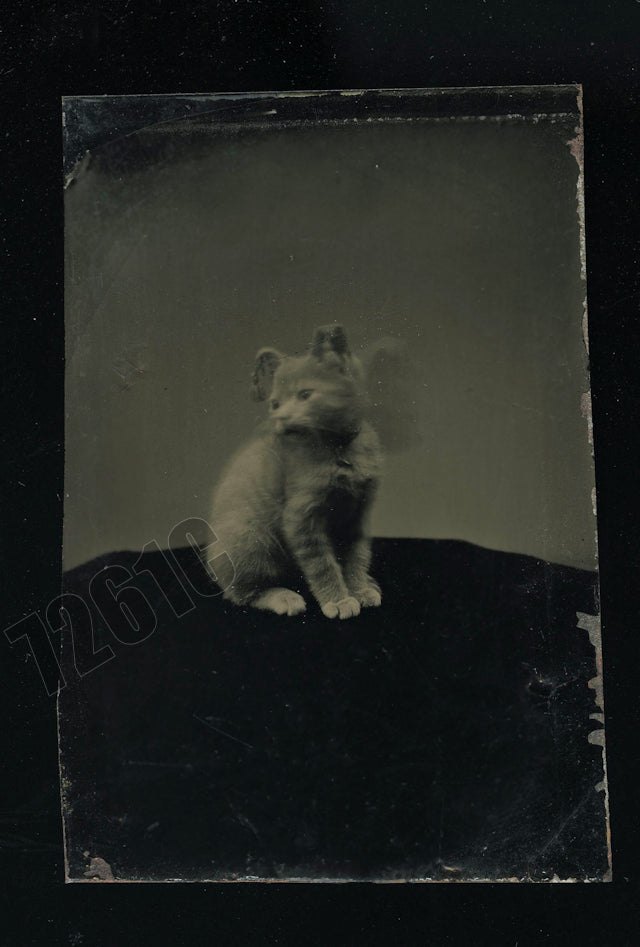 MAGNIFICENT 1860s KITTEN TINTYPE SITTING ON TABLE - MOTION BLUR CAT RARE PHOTO