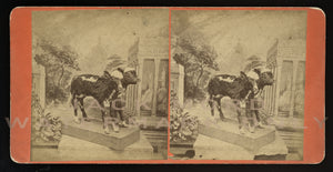 Rare Antique SV Freak Two Headed Calf Six Legs 1870s Photo Taxidermy Oddities