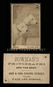 Rare Miniature Format White Pit Bull Dogs on Leash CDV Photo - Yale Art School