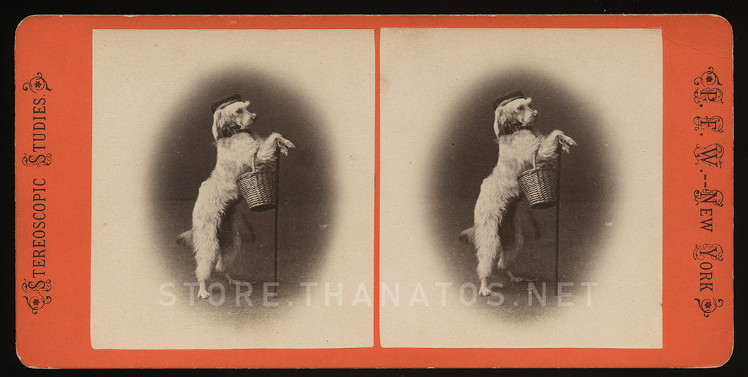 hilarious & cute antique 3d stereoview photo - trick dog 