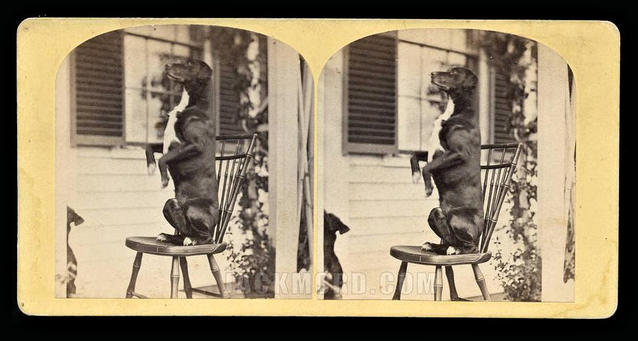 Antique 1870s Stereoview Photo // Dog Doing a Trick