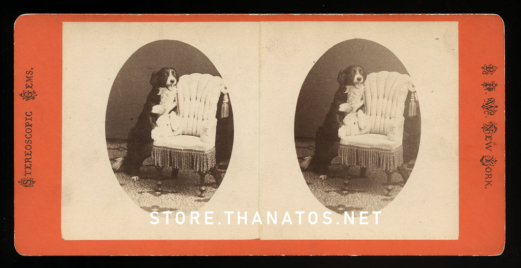 funny antique 3d stereoview photo - happy trick dog in parlor 1870s