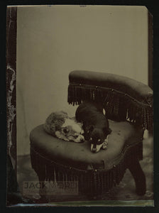 Excellent 1870s Tintype of Two Little Sleeping Dogs