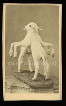 Load image into Gallery viewer, Rare CDV of  Freak / Conjoined LAMB - Taxidermy, Sideshow, Barnum Int
