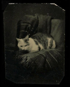 Rare Miniature "Gem" Cat Tintype Antique Photo 1860s - Excellent!