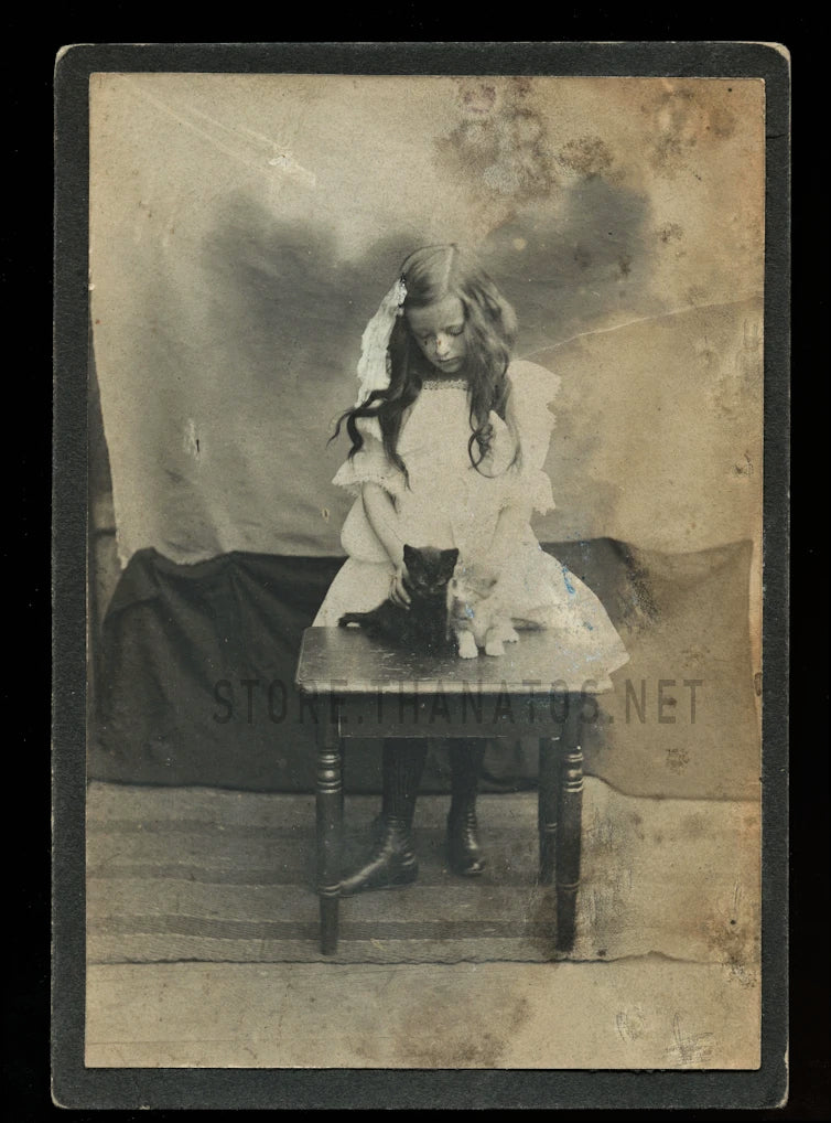 Antique Photo Girl with Two Kittens / Cats 1890s 1900s