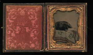 Hand Tinted Antique Ambrotype Photo Cute (Sleeping?) Dog - Circa 1860