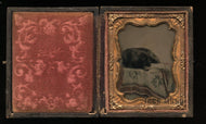 Hand Tinted Antique Ambrotype Photo Cute Sleeping Or Post Mortem? Dog 1860 Photo