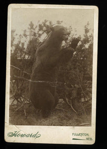 Rare Antique 1880s Photo - Standing Silver Tip Taxidermy Grizzly Bear - Nebraska