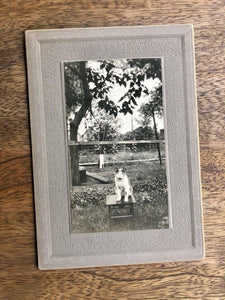 Antique 1900s CAT Cabinet Photo - Posed Alone Outside On Stool