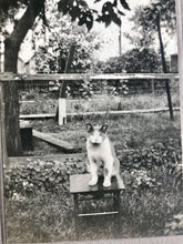 Load image into Gallery viewer, Antique 1900s CAT Cabinet Photo - Posed Alone Outside On Stool
