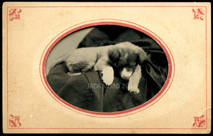 Antique 1870s Tintype Photo Sleeping or Post Mortem Puppy Dog & Hidden Mother