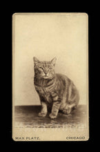 Load image into Gallery viewer, Photographer Max Platz&#39;s Pet Cat &quot;Master Tommy Platz&quot; - Rare CDV
