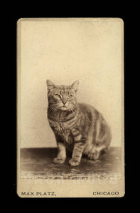 Photographer Max Platz's Pet Cat "Master Tommy Platz" - Rare CDV
