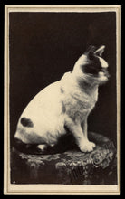 Load image into Gallery viewer, 1860s Cat CDV - Husband &amp; Wife Photographers Waterloo New York
