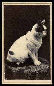 1860s Cat CDV - Husband & Wife Photographers Waterloo New York