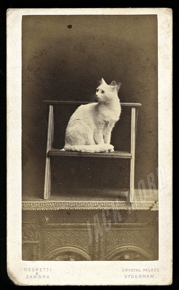 Rare 1860s CDV Photo Moving White CAT by Crystal Palace London Photographers