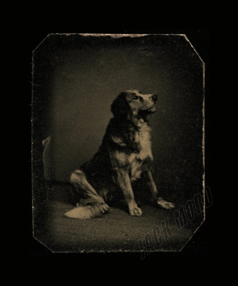 Rare & Wonderful Antique c.1870 Miniature Tintype of a Dog