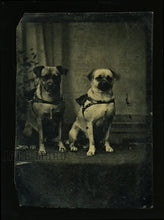 Load image into Gallery viewer, Antique Tintype Photo Two Pug Dogs in American Folk Art Bead Frame
