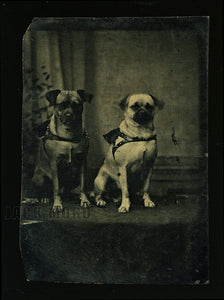 Antique Tintype Photo Two Pug Dogs in American Folk Art Bead Frame