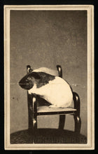 Load image into Gallery viewer, Extremely Cute &amp; Very Rare 1860s CDV Photo - Guinea Pig in Tiny Chair!
