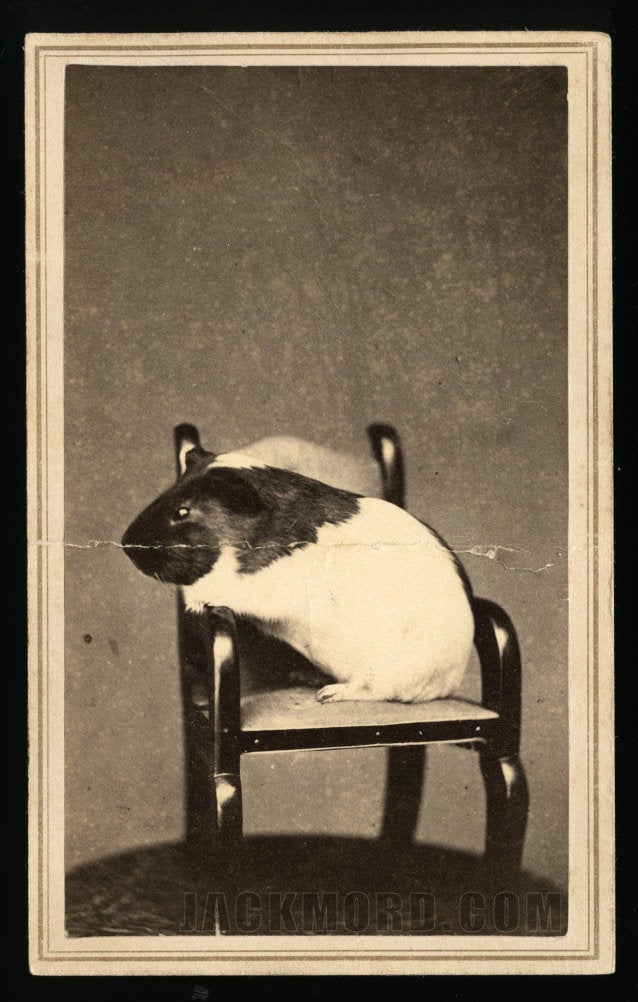 Extremely Cute & Very Rare 1860s CDV Photo - Guinea Pig in Tiny Chair!
