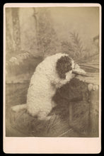 Load image into Gallery viewer, Unusual 1800s Photo Pet Trick Circus Poodle Dog Praying on Chair / Pennsylvania
