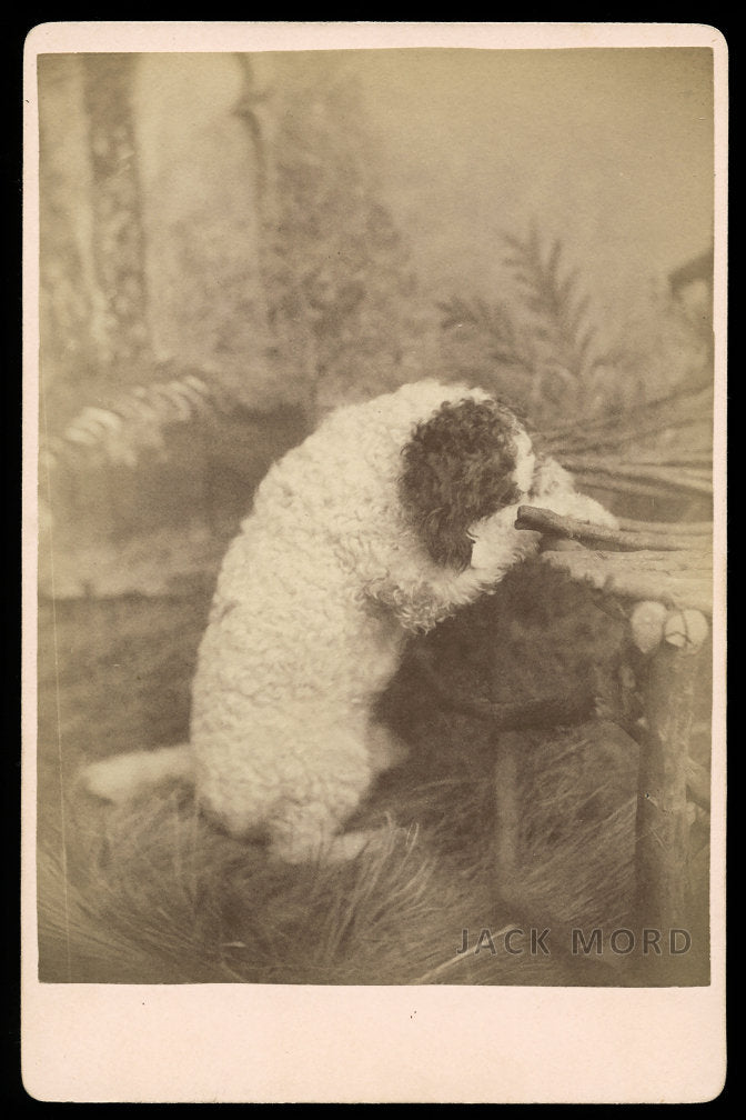 Unusual 1800s Photo Pet Trick Circus Poodle Dog Praying on Chair / Pennsylvania