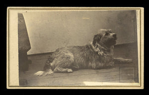Great 1860s CDV Photo - Terrier Dog Posed Alone - Window Light on Studio Floor - Bethel Vermont