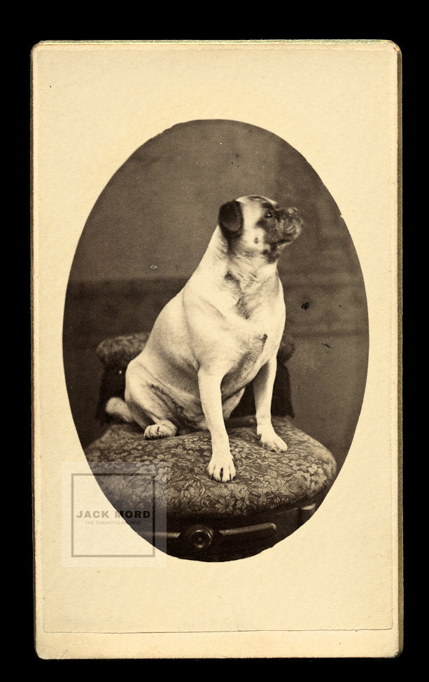 Antique 1870s CDV Photo - Pug Posed Alone on Table - Good Dog