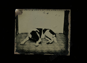 RARE Antique c.1870 Miniature Tintype - Cute Sleeping Dog