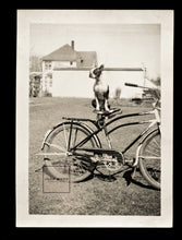 Load image into Gallery viewer, TWO vintage snapshot photos BOSTON TERRIER Dogs - Amazing Shots!
